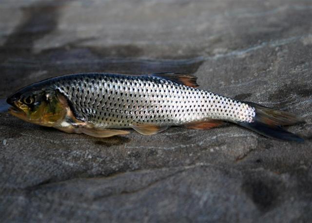 Barilius bendelisis (Hamilton, 1807)